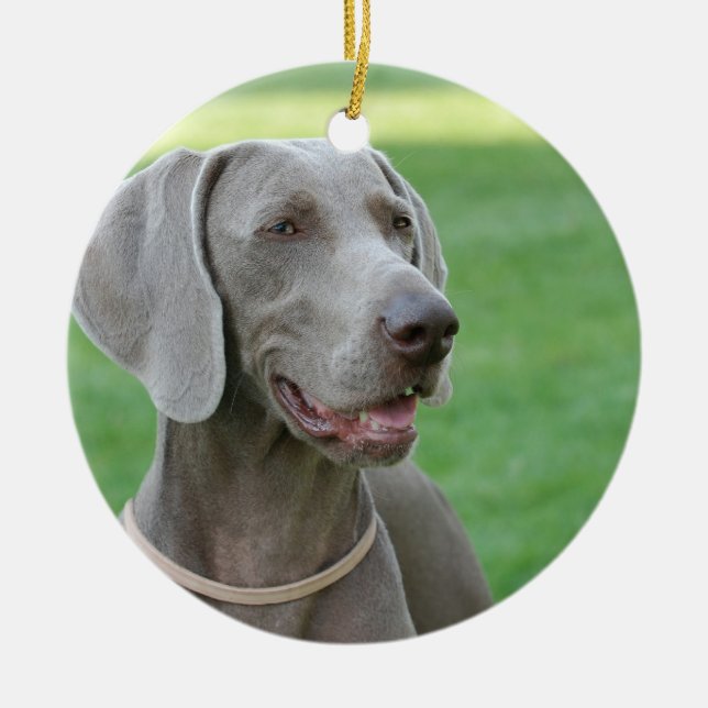 Ornamento De Cerâmica Weimaraner (Frente)