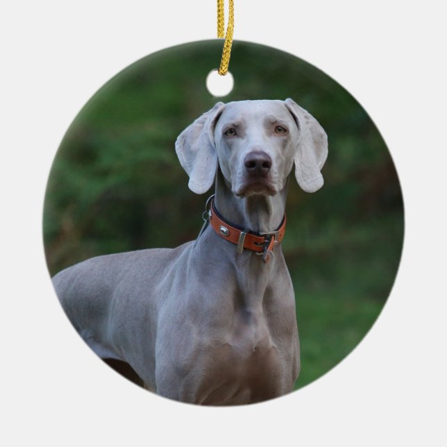 Ornamento De Cerâmica Weimaraner Puppy Dog (Frente)