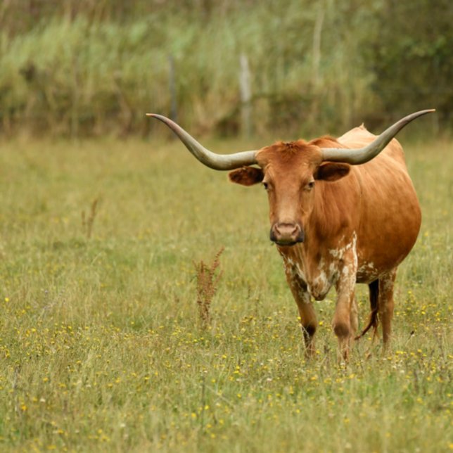 Ornamento De Cerâmica White Doberman Ornament (Criador carregado)