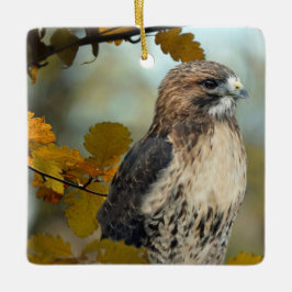 Ornamento De Cerâmica Wildlife Red Tailed Hawk Autumn Photo