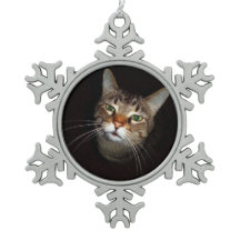 Gato malhado feliz Wiskers