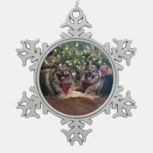 Keeshond com árvore de Natal