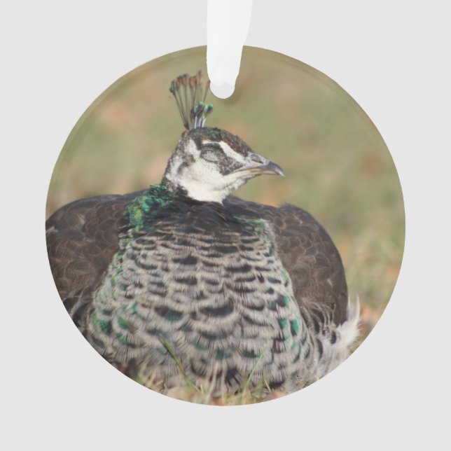 Ornamento de Female Peacock (Frente)
