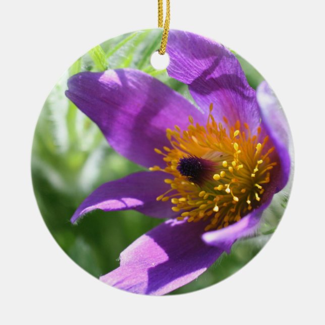 Ornamento de Flor de Macro Púrpura (Frente)