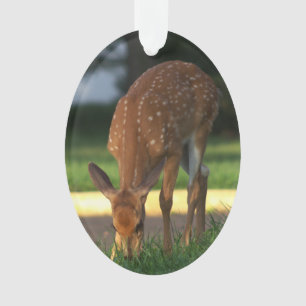 Ornamento de Foto de Deer