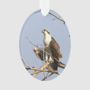 Ornamento de Foto Osprey