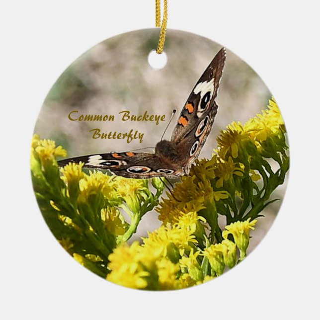 Ornamento de Fotografias com Borboleta Buckey Comu (Frente)