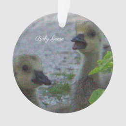 Ornamento de Fotos de Baby Geese