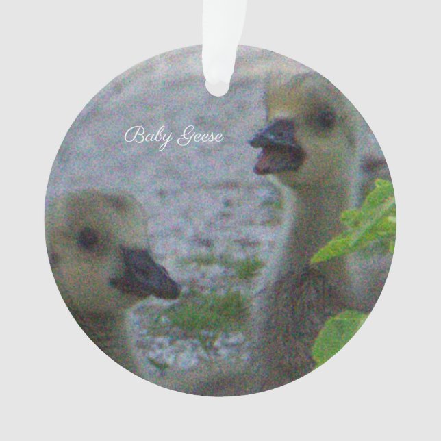Ornamento de Fotos de Baby Geese (Frente)
