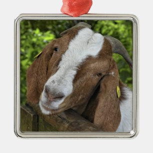 Ornamento De Metal 4-H Babá de Boer Goat