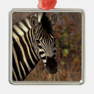 Ornamento De Metal África, África do Sul, retrato da zebra de Kruge