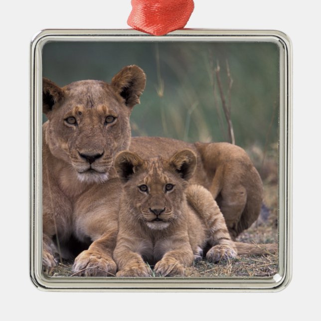 Ornamento De Metal África, Botsuana, Delta do Okavango. Leões (Frente)