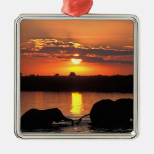 Ornamento De Metal África, Botswana, Chobe National Park, Herd