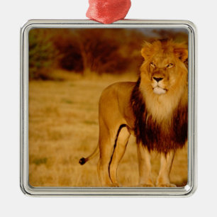 Ornamento De Metal África, Namíbia, Okonjima. Leão macho solitário