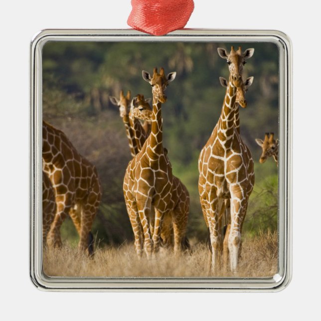 Ornamento De Metal África. Quênia. Efetivo de Girafas Reticuladas (Frente)