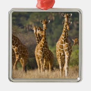 Ornamento De Metal África. Quênia. Manada de girafas-reticuladas