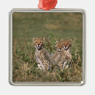 Ornamento De Metal África; Quênia; Masai Mara; Três filhotes de guepa
