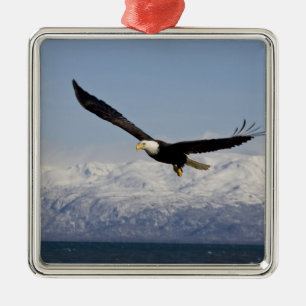 Ornamento De Metal Águia Americana em Voo, Haliaeetus leucocephalus,