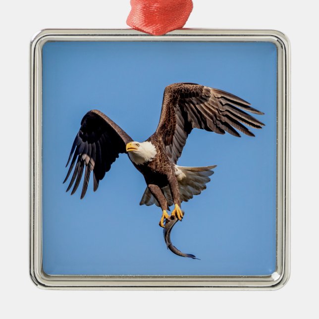 Ornamento De Metal Águia Balda com um peixe (Frente)