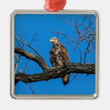 Águia Cálida imatura em Peekability, NY