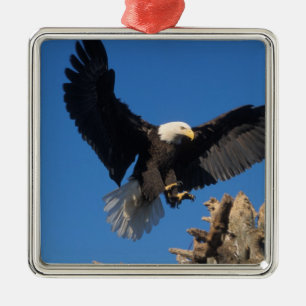 Ornamento De Metal águia-pescadora, Haliaeetus leuccocephalus, pousan