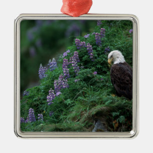 Ornamento De Metal Alasca, Ilha de Unalaska, Águia Balda entre Nootka