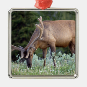 Ornamento De Metal Alce macho com chifres em veludo pastando