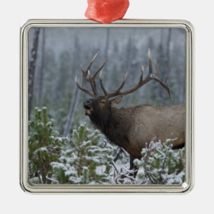 Ornamento De Metal Alce macho na neve chamando, buglando, Yellowstone