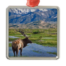 Alces das montanhas rochosas de Colorado