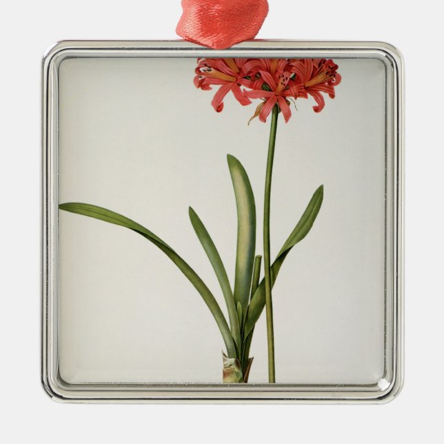 Ornamento De Metal Amaryllis Curvifolia, 1809, do ` Les (Frente)
