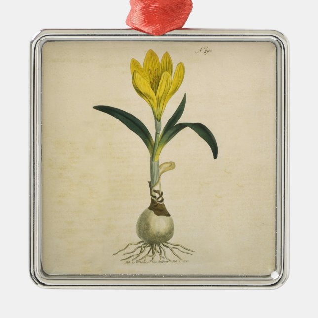 Ornamento De Metal Amaryllis Tulip Botanical Garden Flower (Frente)