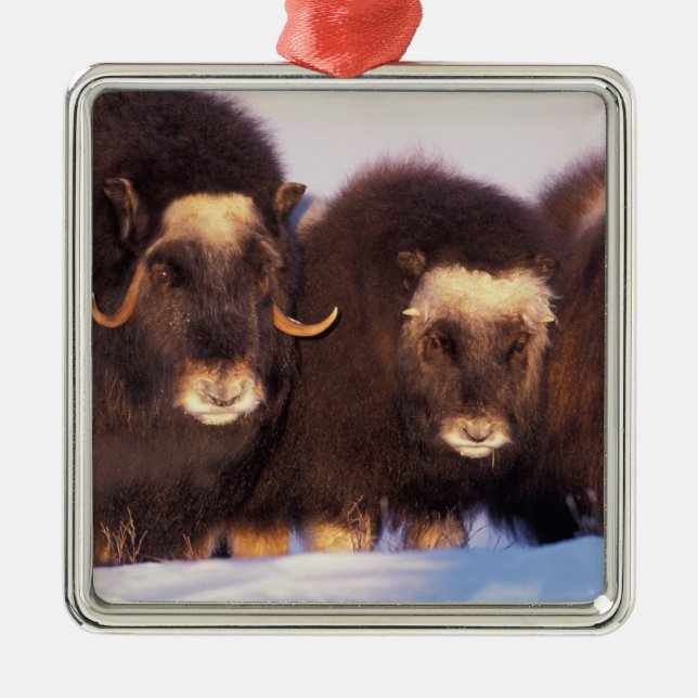 Ornamento De Metal América do Norte, EUA, Alasca, Círculo Ártico (Frente)