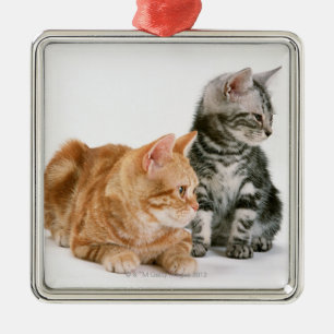Ornamento De Metal Americano Shorthair