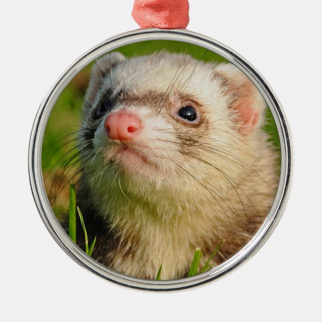 Ornamento De Metal Amigável Pet Ferret (Frente)