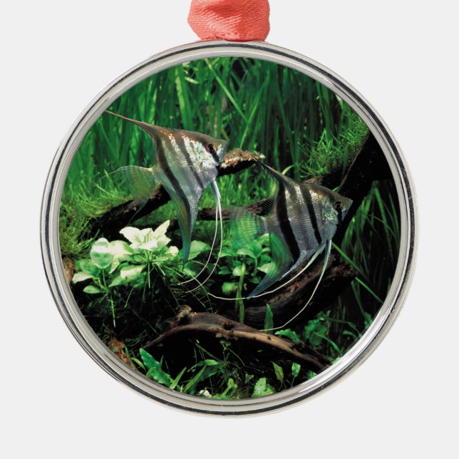 ORNAMENTO DE METAL ANGELFISH (Frente)