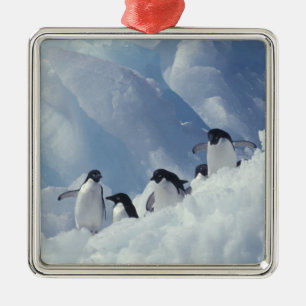 Ornamento De Metal Antártida. Pinguins-de-adélia
