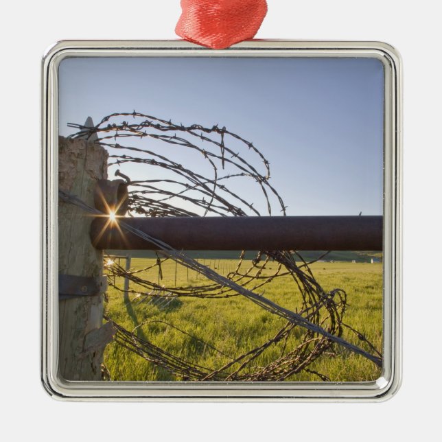 Ornamento De Metal Arame farpado rolado acima no fencerow próximo (Frente)