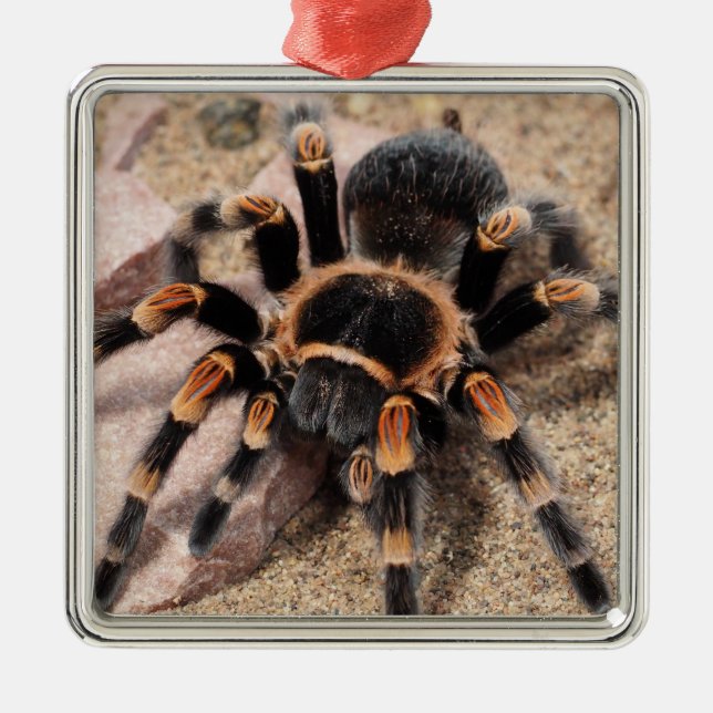 Ornamento De Metal Aranha de Tarantula do Joelho Vermelho Mexicano (Frente)