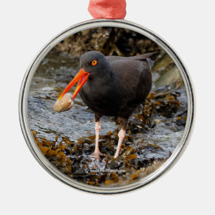Ornamento De Metal Aroma da orelha negra assombrosa do Oystercatcher