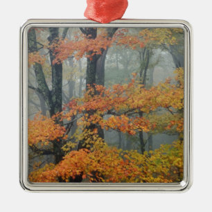 Ornamento De Metal Árvore de bordo vermelho, Acer rubrum, retrato na