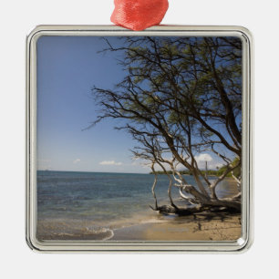 Ornamento De Metal Árvore em uma praia ao longo do litoral