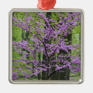 Ornamento De Metal Árvores Redbud em plena floração de primavera pert