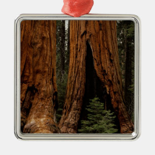 Ornamento De Metal Árvores Redwood, Parque Nacional Sequoia.