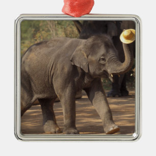 Ornamento De Metal Ásia, Tailândia, Lampang Bears com chapéu - Tailan