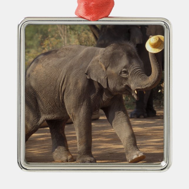 Ornamento De Metal Ásia, Tailândia, Lampang Bears com chapéu - Tailan (Frente)