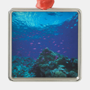 Ornamento De Metal Austrália, Grande Barreira de Coral. Enxame de Rox