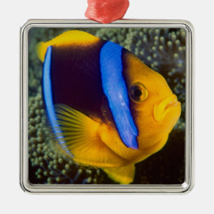 Ornamento De Metal Austrália, Grande Barreira de Coral, Peixe-palhaço