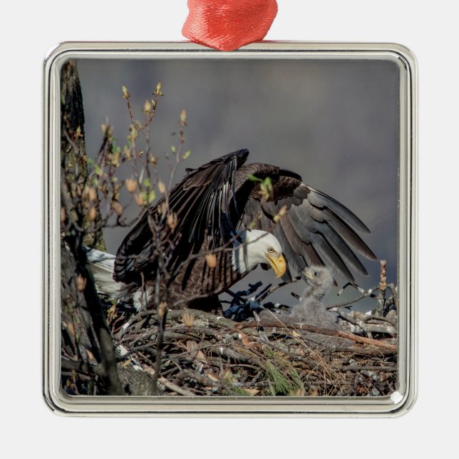 Ornamento De Metal Bald Eagle com seu bebê (Frente)
