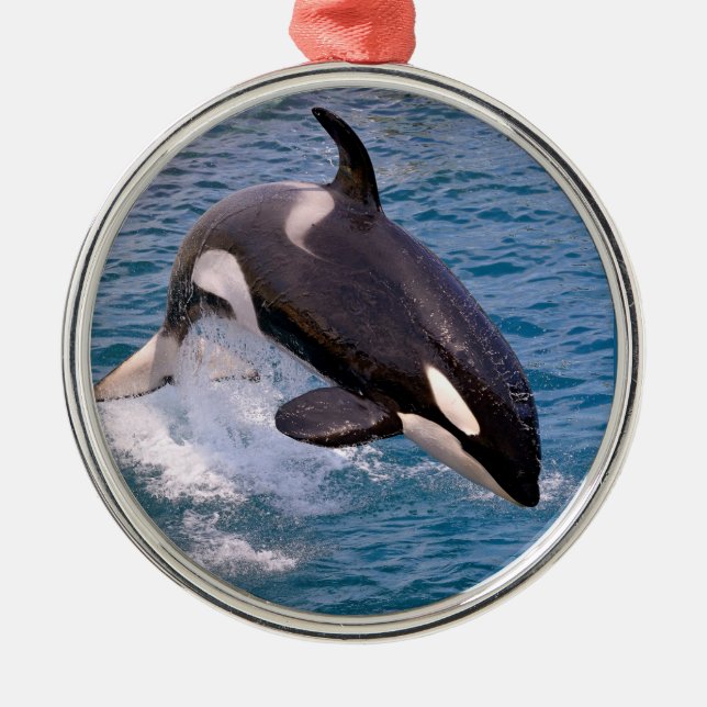 Ornamento De Metal Baleia assassina saltando da água (Frente)