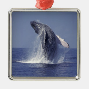 Ornamento De Metal Baleia-jubarte saltando (Megaptera